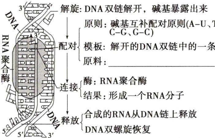 释放合DNA双螺旋恢复