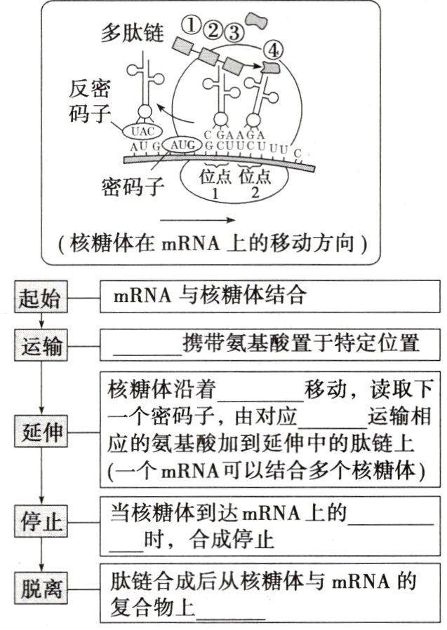 合成后从核糖体与mRNA的脱离