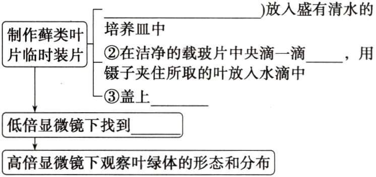 高倍显微镜下观察叶绿体的形态和分布
