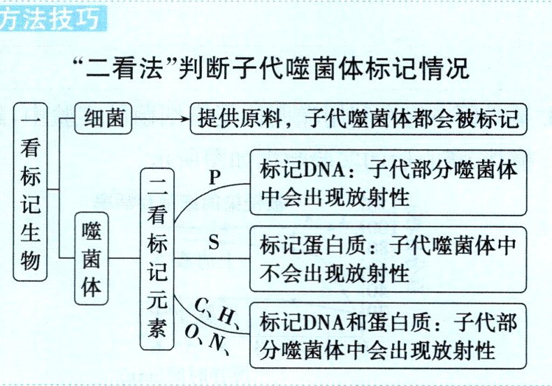 ON分噬菌体中会出现放射性