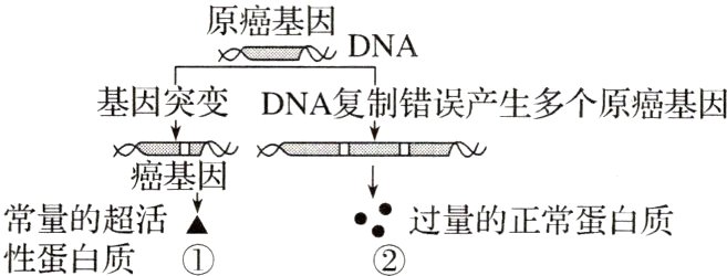 常量的超活过量的正常蛋白质性蛋白质