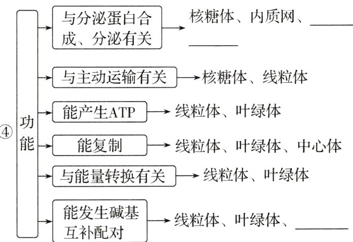 能发生碱基线粒体叶绿体互补配对