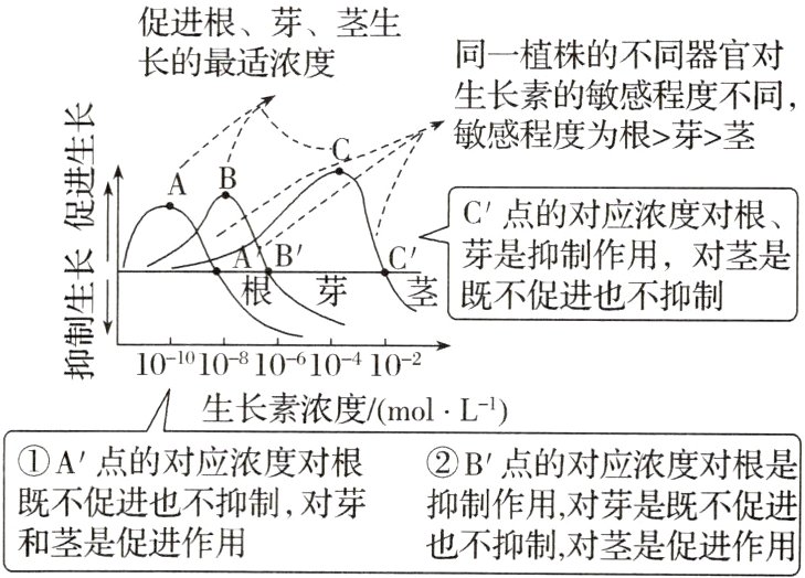 既不促进也不抑制对芽抑制作用对芽是既不促进和茎是促进作用也不抑制对茎是促进作用