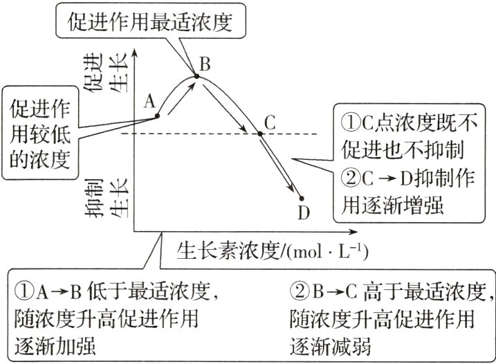 随浓度升高促进作用随浓度升高促进作用逐渐加强逐渐减弱