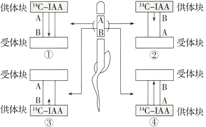 CIA供体块供体块CIAA
