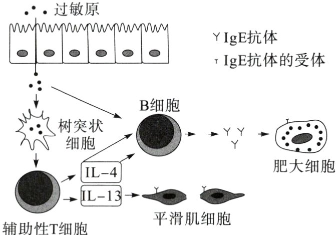 平滑肌细胞辅助性T细胞
