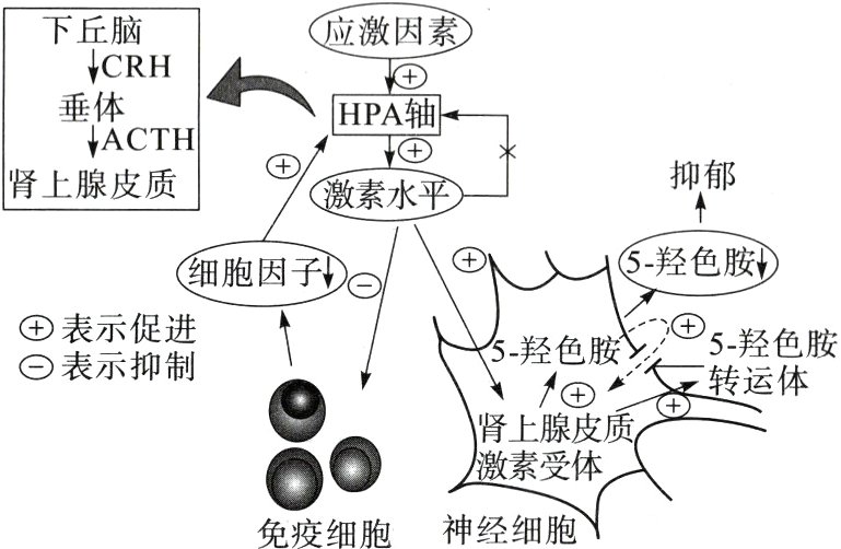 00神经细胞免疫细胞
