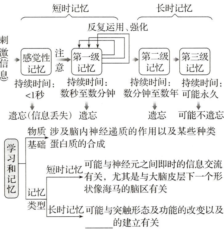 类型长时记忆可能与突触形态及功能的改变以及的建立有关