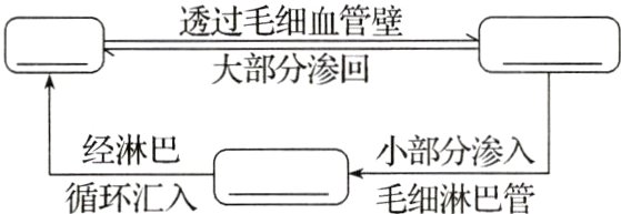 经淋巴小部分渗入循环汇入毛细淋巴管