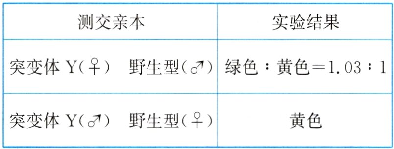 突变体Y野生型黄色
