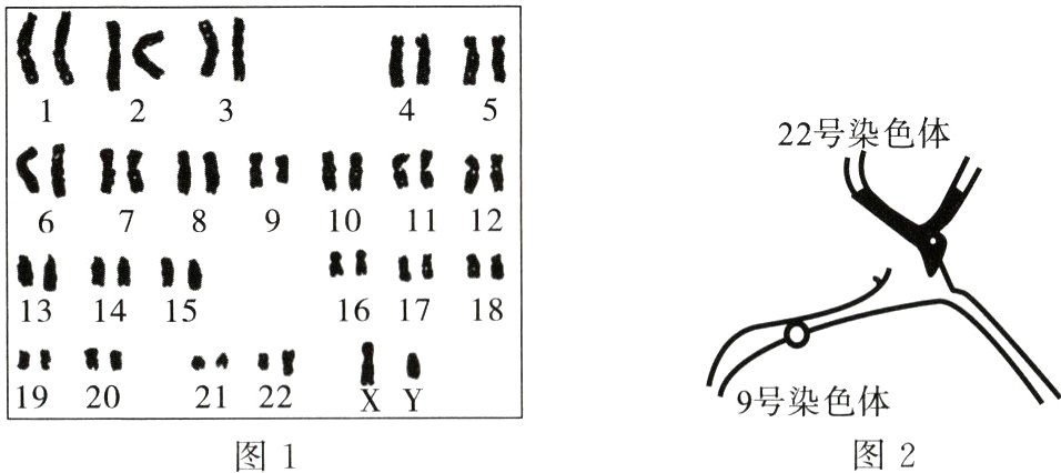 2122XY19209号染色体图2图1