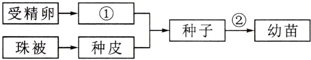 种子②幼苗珠被种皮
