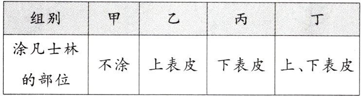 不涂上表皮下表皮上下表皮的部位