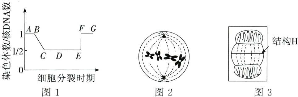 细胞分裂时期图2图1图3
