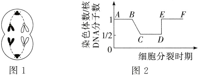 细胞分裂时期图1图2