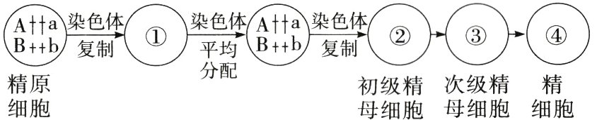 精原次级精精初级精细胞母细胞母细胞细胞