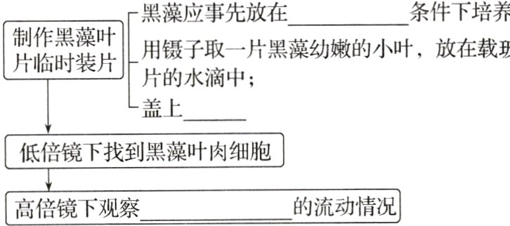 的流动情况高倍镜下观察