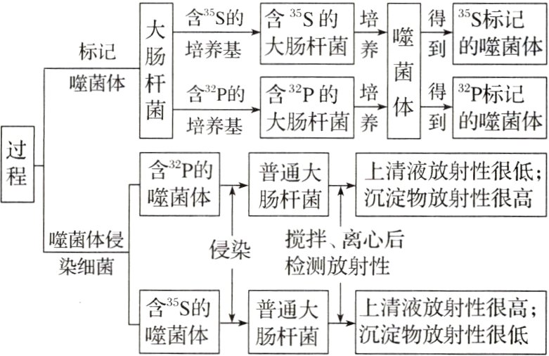 含S的普通大上清液放射性很高沉淀物放射性很低噬菌体肠杆菌