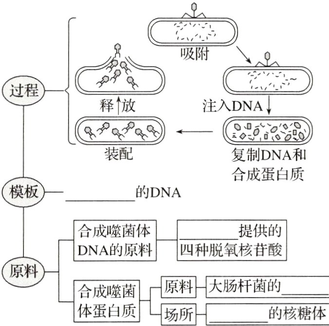 体蛋白质场所的核糖体