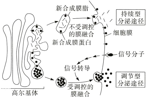 受调控的高尔基体膜融合