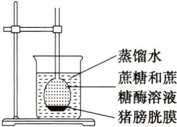 糖酶溶液猪膀胱膜