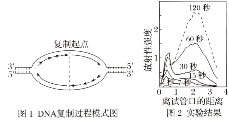 图1DNA复制过程模式图