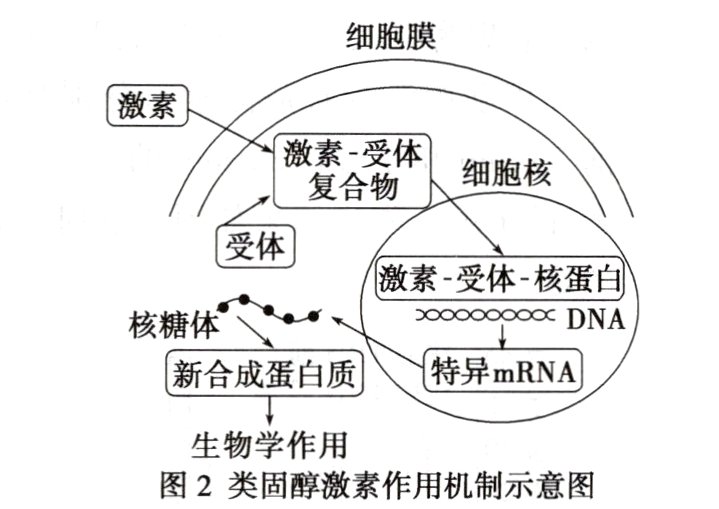 生物学作用图2类固醇激素作用机制示意图