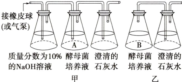 的NaOH溶液培养液石灰水培养液石灰水