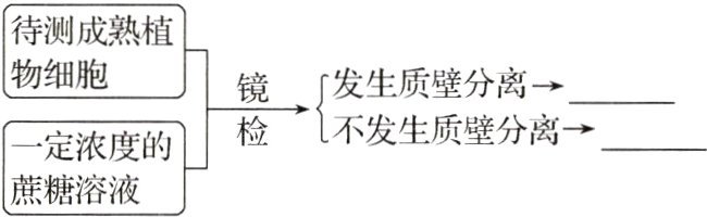 一定浓度的蔗糖溶液
