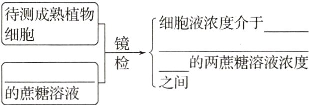 之间的蔗糖溶液