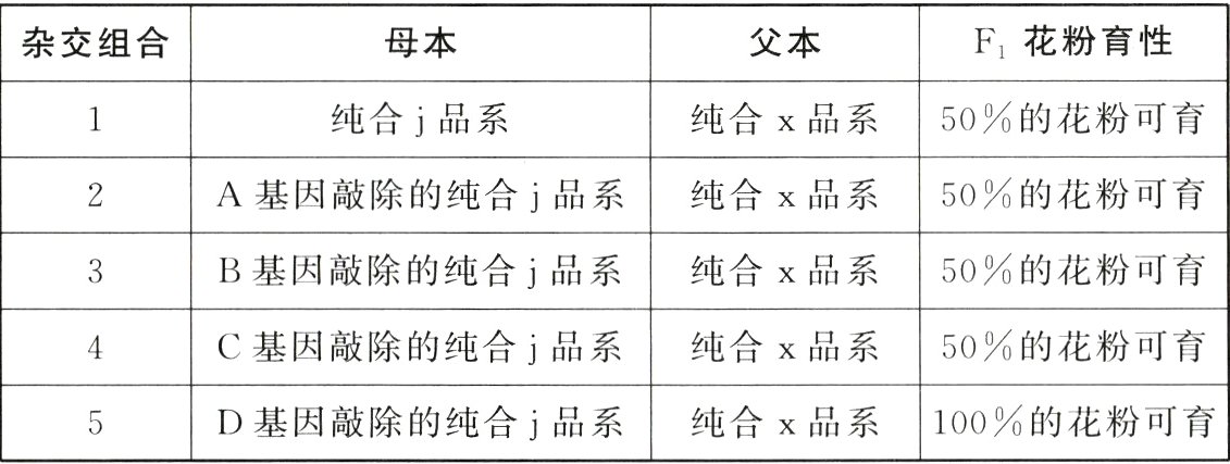 纯合X品系100的花粉可育D基因敲除的纯合j品系