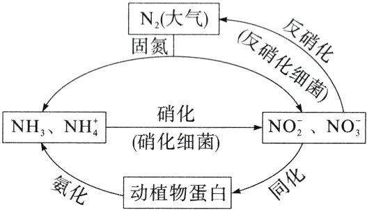 a化氨化动植物蛋白