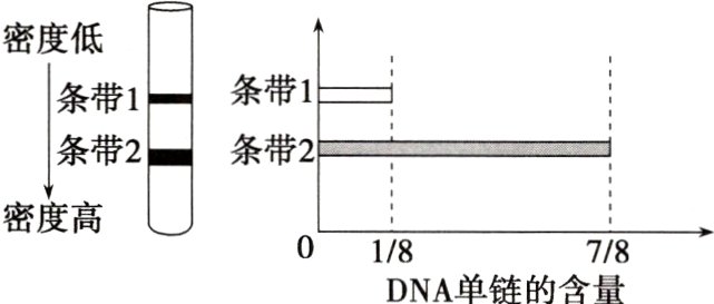 01878DNA单链的含量