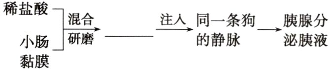 的静脉泌胰液小肠黏膜