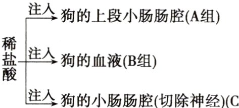 注入狗的小肠肠腔切除神经C组