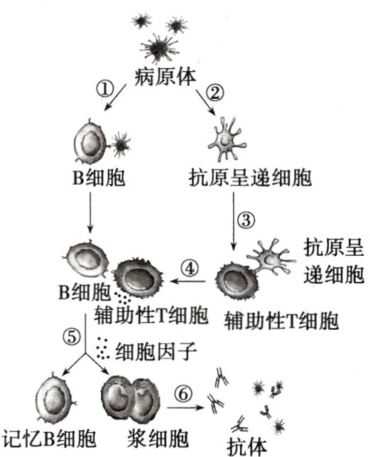 记忆B细胞浆细胞抗体
