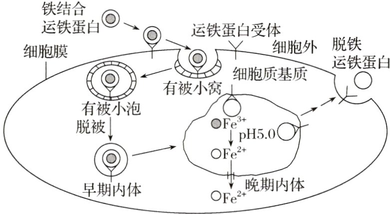 OFe晚期内体早期内体