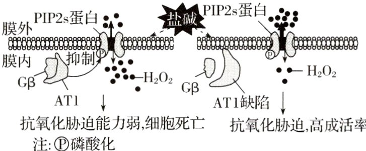 抗氧化胁迫能力弱细胞死亡抗氧化胁迫高成活率注磷酸化