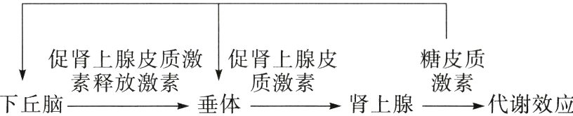 素释放激素质激素激素肾上腺垂体代谢效应下丘脑