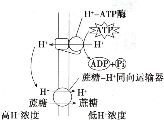 高H浓度低H浓度
