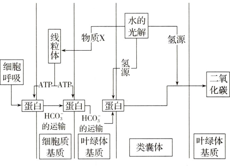 细胞质叶绿体绿体类囊体基质
