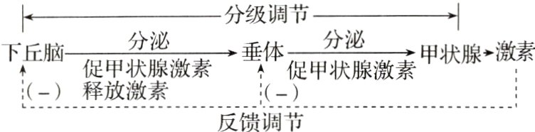 释放激素反馈调节