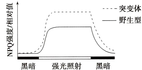 强光照射黑暗黑暗