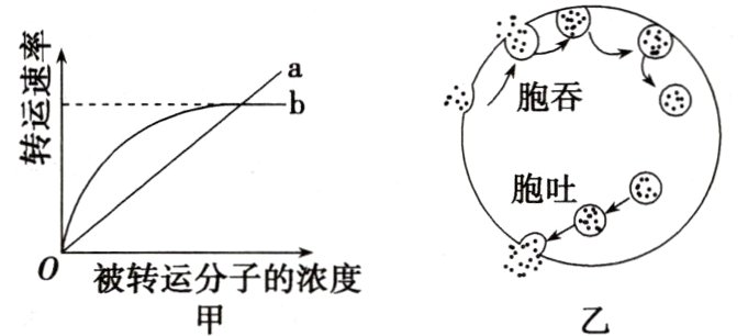 被转运分子的浓度