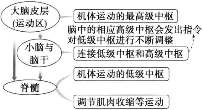 调节肌肉收缩等运动