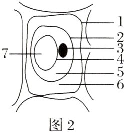吸水纸蔗糖溶液清水制A片低下倍观D察镜C下低倍观D察镜E低下倍观F镜察图1