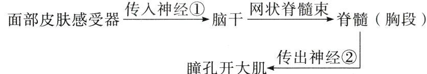 传出神经瞳孔开大肌