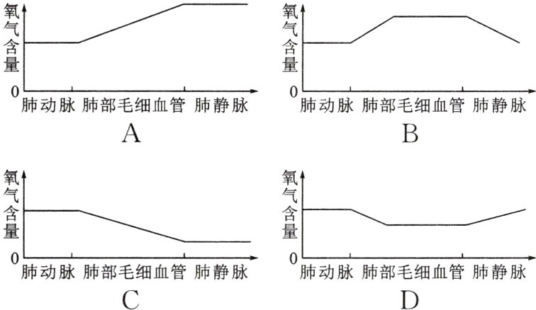 肺动脉肺部毛细血管肺静脉°肺动脉肺部毛细血管肺静脉