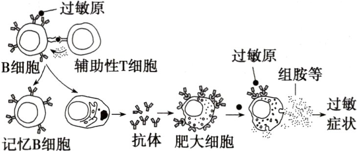 症状抗体肥大细胞记忆B细胞