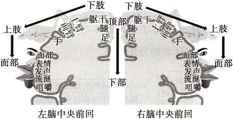 左脑中央前回右脑中央前回